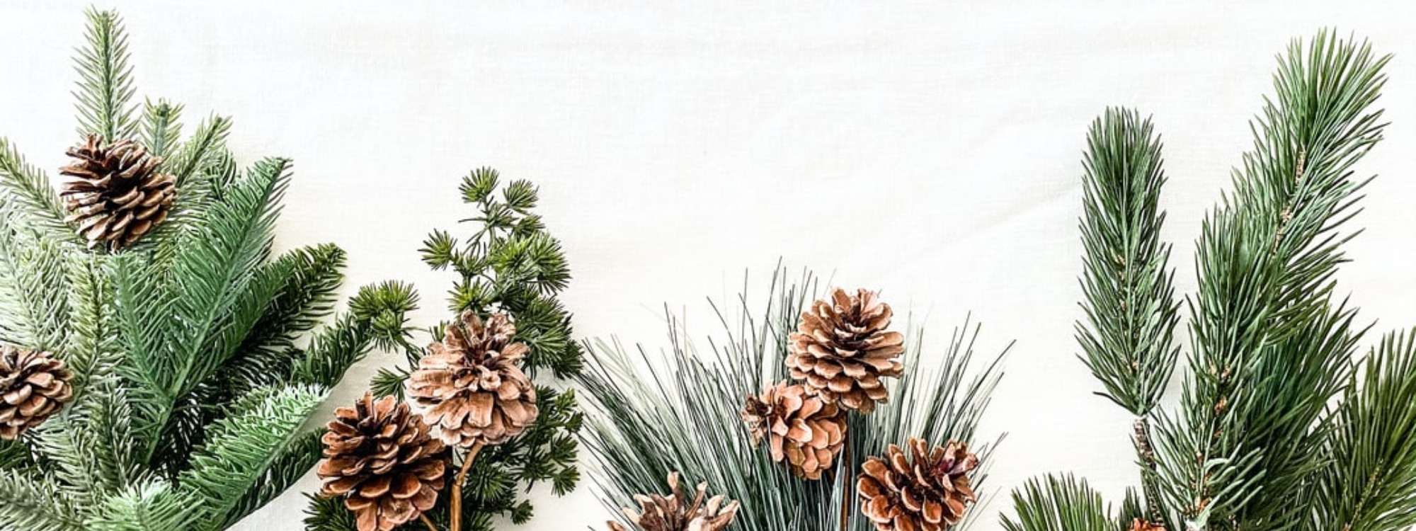 3 pine cone